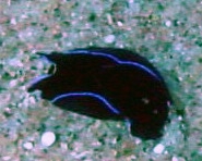 Photo: M. Levin; Surf to the Sea Slug Forum